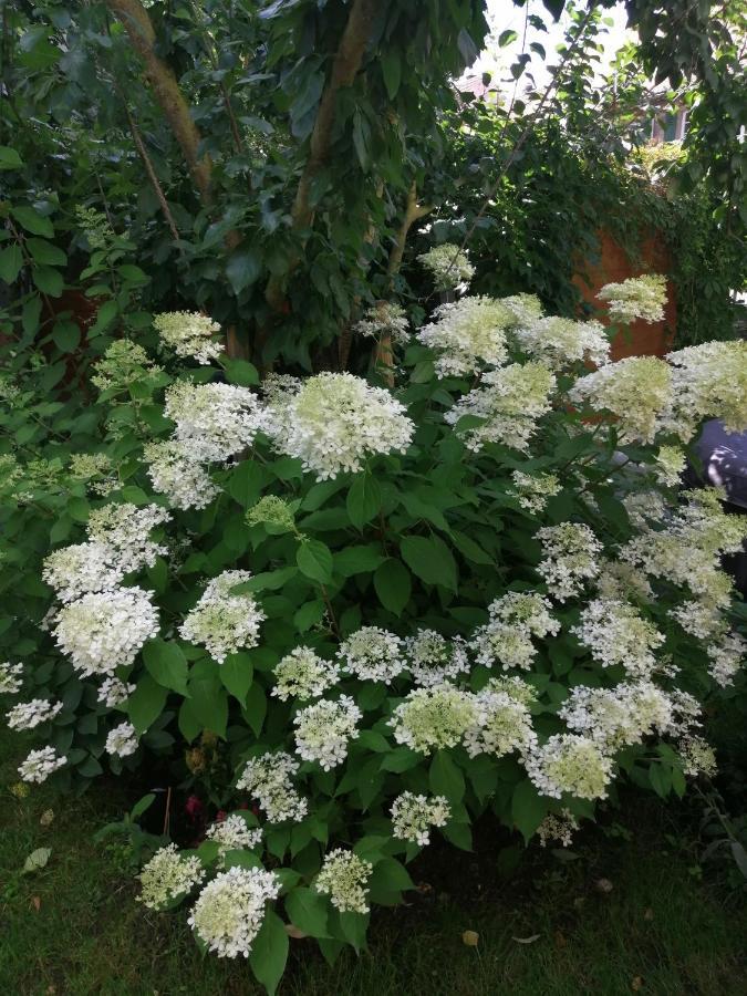Urlaub Mit Charme In Der Kleinsten Stadt Der Pfalz. Obermoschel エクステリア 写真