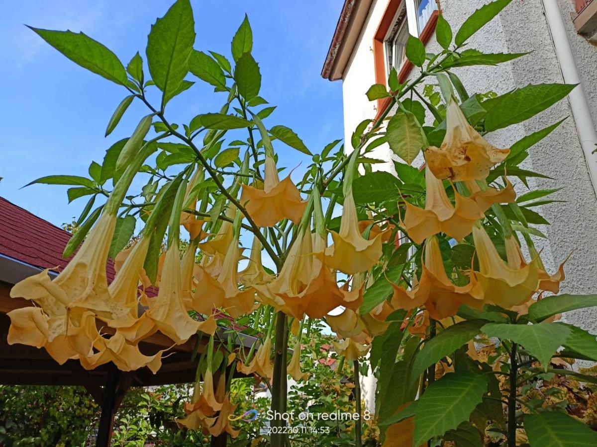 Urlaub Mit Charme In Der Kleinsten Stadt Der Pfalz. Obermoschel エクステリア 写真